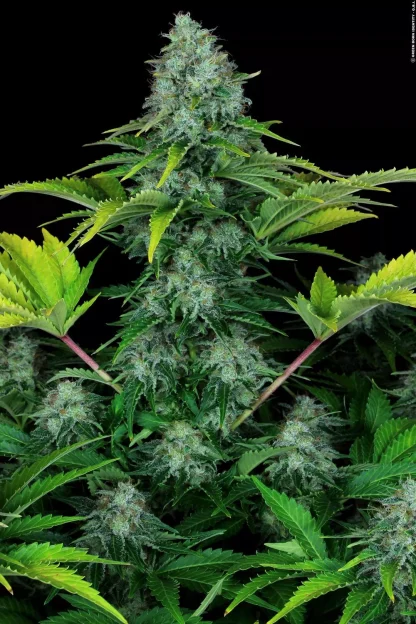 Ice Cream <br> (Paradise Seeds) - Image 5