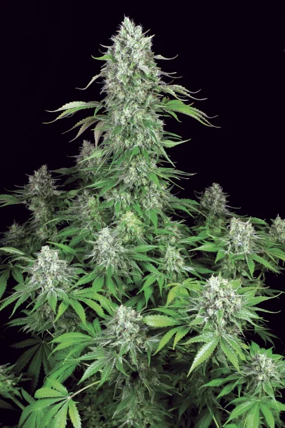 Dutch Dragon <br> (Paradise Seeds) - Image 2
