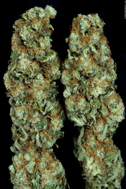 Ice Cream <br> (Paradise Seeds) - Image 4