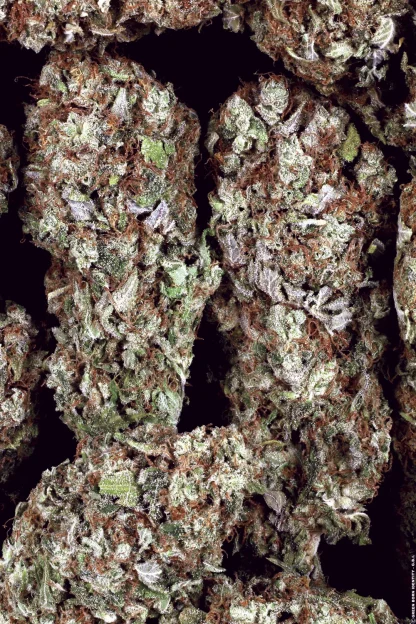 Dutch Dragon <br> (Paradise Seeds) - Image 4