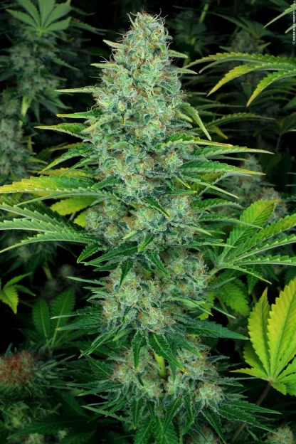 Ice Cream <br> (Paradise Seeds) - Image 3