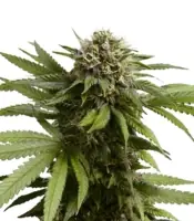 Apple Fritter Auto <br> (Royal Queen Seeds)