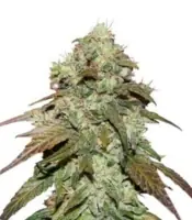 CBD Mazar <br> (Dutch Passion)