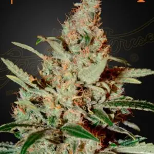 Chemdog<br> (Green House Seeds) - Image 2