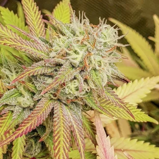 Critical Orange Punch <br> Dutch Passion - Image 2