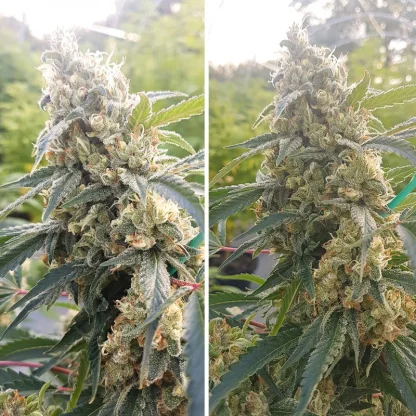 Critical Orange Punch <br> Dutch Passion - Image 3