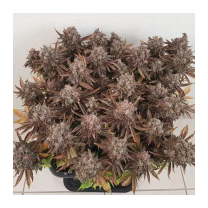 Critical Orange Punch <br> Dutch Passion - Image 4