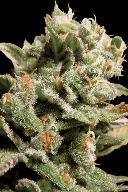 Dutch Dragon <br> (Paradise Seeds) - Image 3