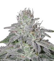 Franco's Lemon Cheese <br> (Green House Seeds)