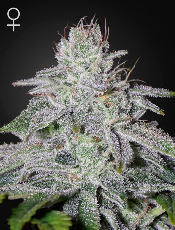 Franco's Lemon Cheese <br> (Green House Seeds) - Image 2