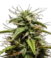 GOAT'lato Auto <br> (Royal Queen Seeds)