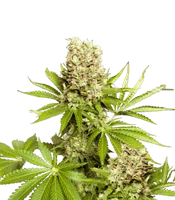 Hawaii Maui Waui <br> (Nirvana Seeds)