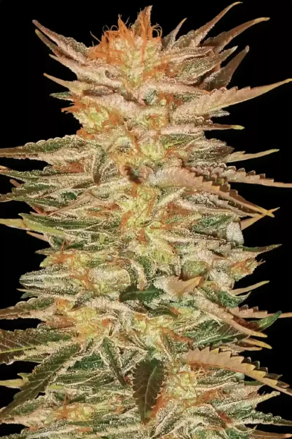 Ice Cream <br> (Paradise Seeds) - Image 2