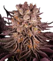 Mimosa x Orange Punch <br> (Barney’s Farm)