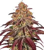 Mimosa x Orange Punch Auto <br> (Barney's Farm)