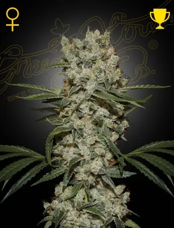 Super Silver Haze <br> (Green House Seeds) - Image 2