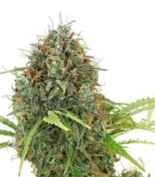 Amnesia Haze Auto <br> (Royal Queen Seeds)