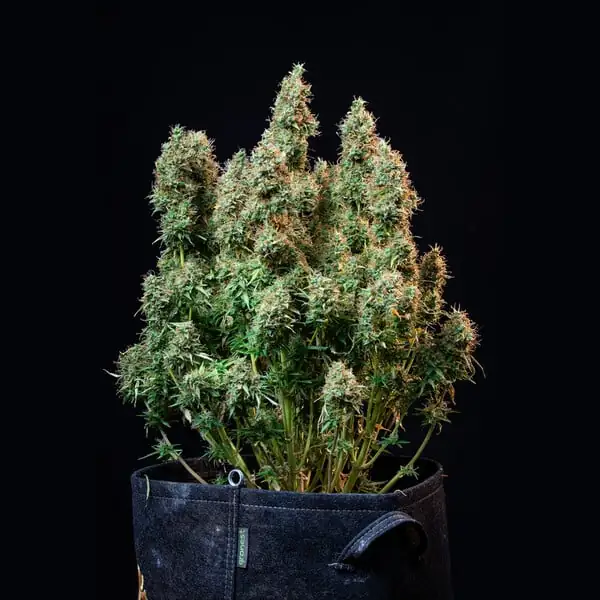 Amnesia Haze Auto <br> (Royal Queen Seeds) - Image 2