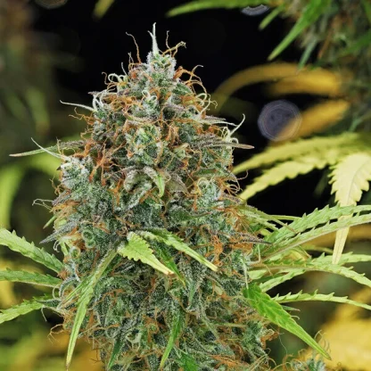 Amnesia Haze Auto <br> (Royal Queen Seeds) - Image 3