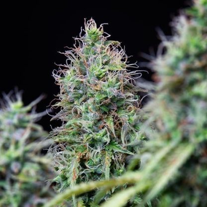 Amnesia Haze Auto <br> (Royal Queen Seeds) - Image 4