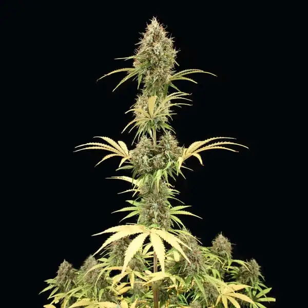 Amnesia Haze Auto <br> (Royal Queen Seeds) - Image 5