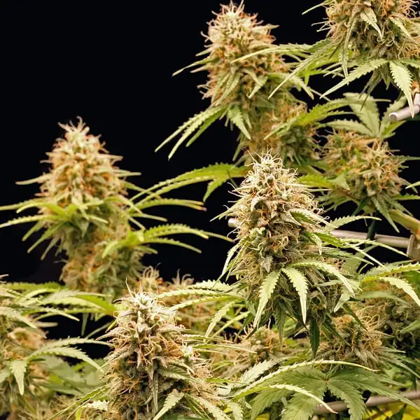 Amnesia Haze Auto <br> (Royal Queen Seeds) - Image 6
