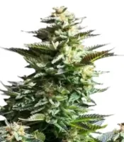 Amnesia Haze <br> (Royal Queen Seeds)