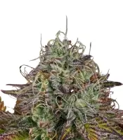 Apricot Candy <br> (Paradise Seeds)