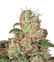 Auto Acid <br> (Paradise Seeds)