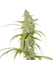 Auto Creeper<br> (Super Sativa Seed Club)