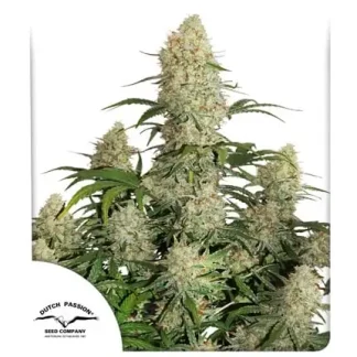 Auto Critical Orange Punch <br> (Dutch Passion)