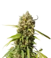 Auto Elephant <br> (Super Sativa Seed Club)
