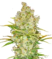 Auto Lemon Kix <br> (Dutch Passion)