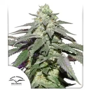 Auto Skywalker Haze <br> (Dutch Passion)
