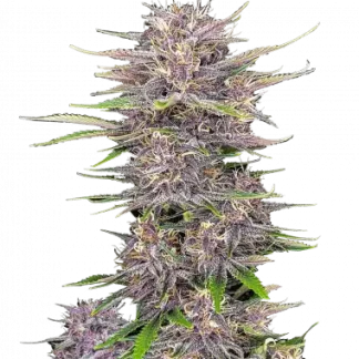 Banana Purple Punch Auto<br> (Fast Buds)