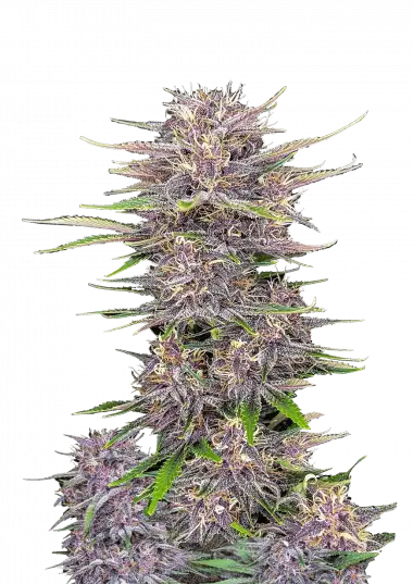 Banana Purple Punch Auto<br> (Fast Buds)