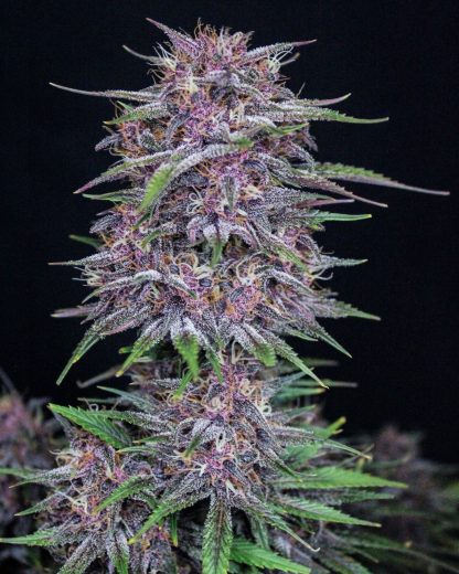 Banana Purple Punch Auto<br> (Fast Buds) - Image 4