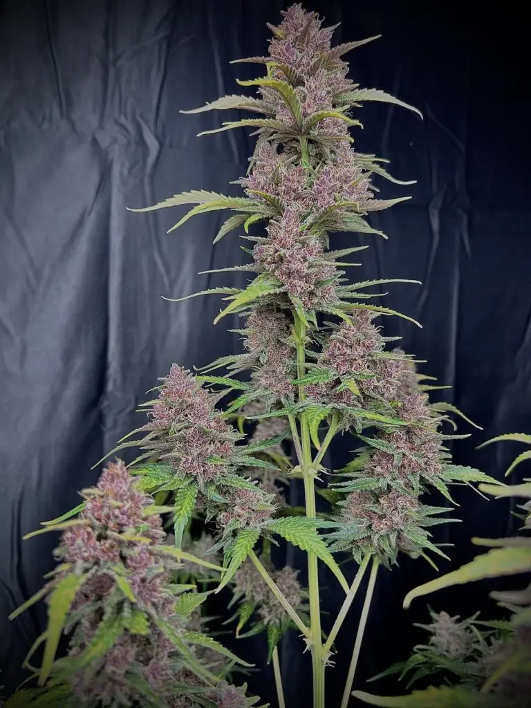 Banana Purple Punch Auto<br> (Fast Buds) - Image 3