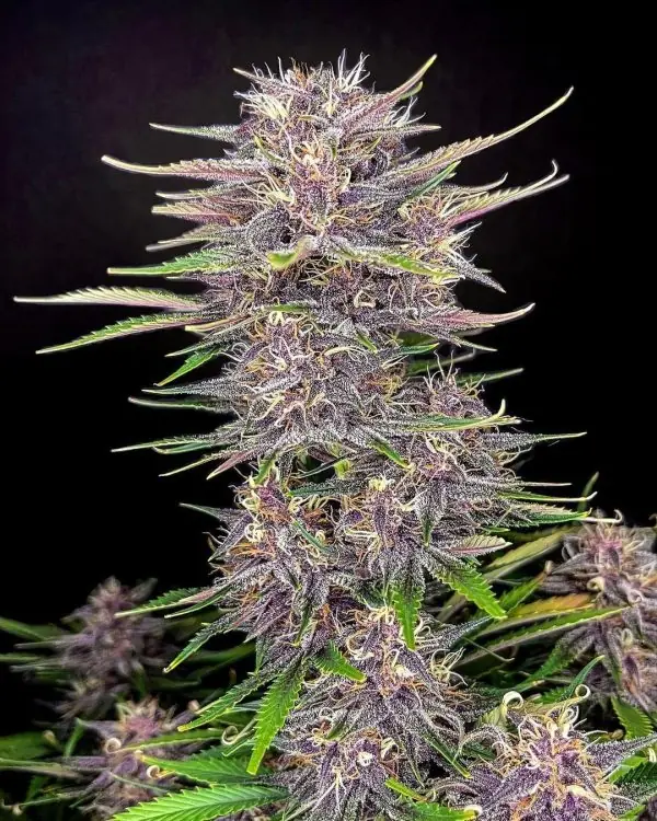 Banana Purple Punch Auto<br> (Fast Buds) - Image 2