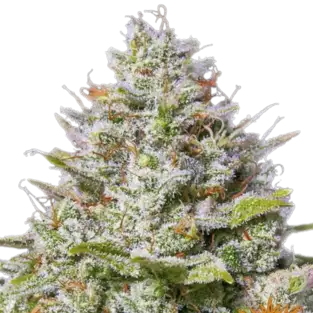 Blue Gelato 41  <br> (Barney’s Farm)