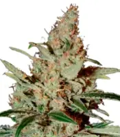 Chemdog<br> (Green House Seeds)