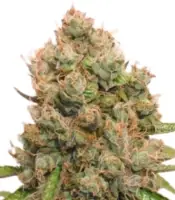 Critical Orange Punch <br> Dutch Passion