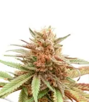 Durban Dew <br> (Dutch Passion)