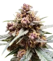Durban Poison <br> (Dutch Passion)