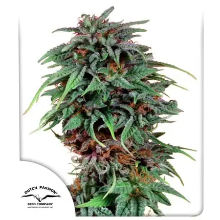 Durban Poison <br> (Dutch Passion) - Image 2