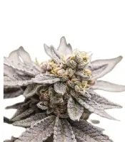 Dynamite Diesel <br> (Royal Queen Seeds)