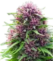 Frisian Dew <br> (Dutch Passion)