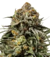 Gelato 44 <br> (Royal Queen Seeds)