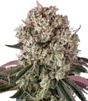 Glookies  <br> (Barney's Farm)