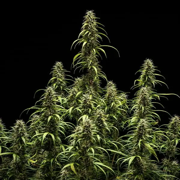 GOAT'lato Auto <br> (Royal Queen Seeds) - Image 2